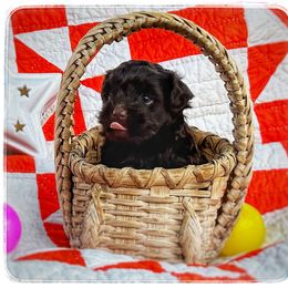 Havanese Puppies from Cloud 9 Havanese