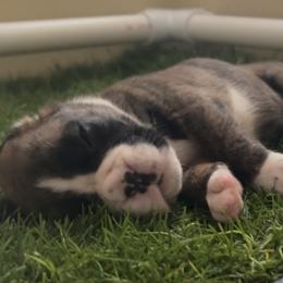 Boxers from Rorschach Boxers