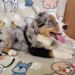 Miniature Australian Shepherd and Toy Australian Shepherd Puppies from Beasley Acres Aussies