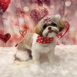 Brynn - Shih Tzu