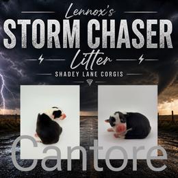 Cantore - Black and white male Cardigan Welsh Corgi puppy in Bland, Missouri from Shadey Lane Corgis