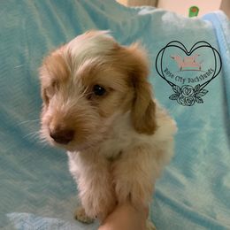 Dachshunds from Rose City Dachshunds