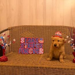 Gray collar - Light golden male Golden Retriever puppy in Monroe, Tennessee from Golden Girls Furever Friends