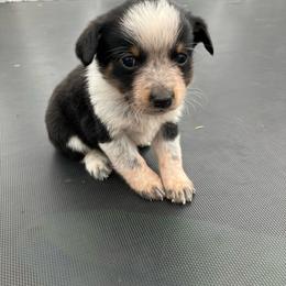 Twizzler - Blue female Australian Cattle Dog puppy in Lancaster, Minnesota from Weleski Chocolate Heelers