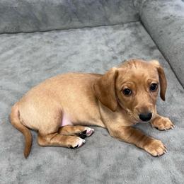 Pink - Red female Dachshund puppy in Corona, California from Long Dog Dachshund Pups