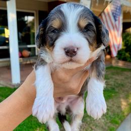 Koa - Merle male Bernedoodle puppy in Yuba City, California from Ranch House Doodles