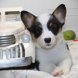 AKC Orange Girl - Black and tan female Pembroke Welsh Corgi puppy in Ash Flat, Arkansas from Arkansas Corgis