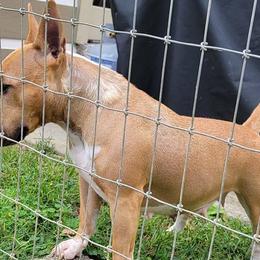 Miniature Bull Terriers from Penderosa Miniature Bull Terriers