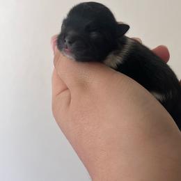 Heartbreaker - Black parti male Pomeranian puppy in Stanton, California from Pure hearts