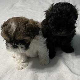 Shih Tzu Puppies from Joseph Franke