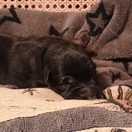 Black - Black and tan male German Shepherd puppy in Dawsonville, Georgia from Vom Aussenseiter