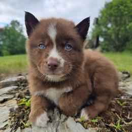 Bark - Brown and white male Siberian Husky puppy in Addison, Michigan from Gray Run Siberian Huskies