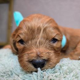 Zeus - Red male Cavapoo puppy in Roseville, California from Heavenly Goldendoodles