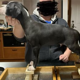 Dom - Black Whippet puppy in Erving, Massachusetts from Mariki Hounds