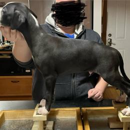 Dom - Black Whippet puppy in Erving, Massachusetts from Mariki Hounds
