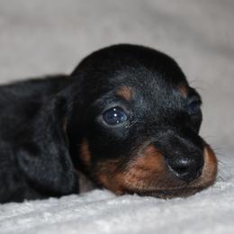 2800 AKC Black and Tan Girl - Black and tan female Dachshund puppy in Arcadia, Florida from JB Dachshunds
