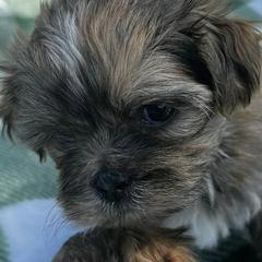 Shih Tzus and Shorkies from Shorkie & Shih Tzu Haven