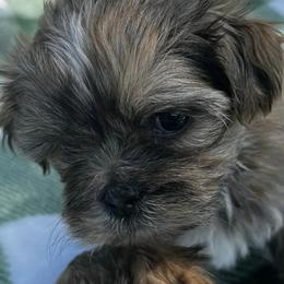 Shih Tzus and Shorkies from Shorkie & Shih Tzu Haven