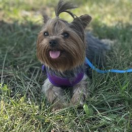 Fancy - Yorkshire Terrier