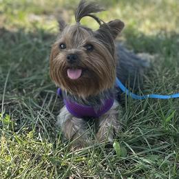 Fancy - Yorkshire Terrier