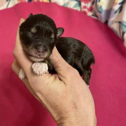 Liver and Tan Girl - Liver female Miniature Schnauzer puppy in Malvern, Arkansas from Deep South Miniature Schnauzers