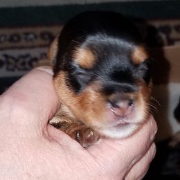 Yorkipoo and Yorkshire Terrier Puppies from Danza Bolo