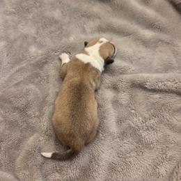 Boy 4 - Sable male Pembroke Welsh Corgi puppy in Bell, Florida from Little Bit Corgis