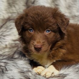 Gucci - Red & white female Australian Shepherd puppy in Windsor, New York from Double B Aussies