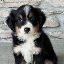 Lola - Black tri female Miniature Australian Shepherd puppy in Cunningham, Tennessee from Copper Creek Aussies