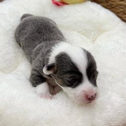 Lyra - Blue female Pembroke Welsh Corgi puppy in Casper, Wyoming from Flying Note Shorties