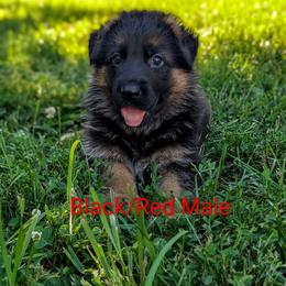 Jude Vom Legacy - Black and red male German Shepherd puppy in Kingsley, Michigan from Legacy German Shepherds