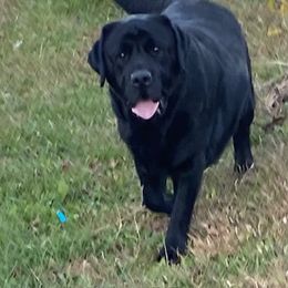 Simba - Black male Labrador Retriever puppy in Maynardville, Tennessee from Three Bears Labradors