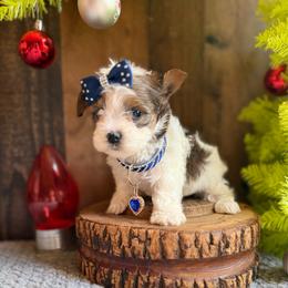 Armani - Parti male Yorkshire Terrier puppy in Howe, Oklahoma from Ray Holder