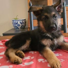 Orange, Male - German Shepherd puppy from Jessica's German Shepherds