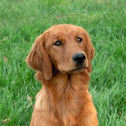 Hail - Golden Retriever