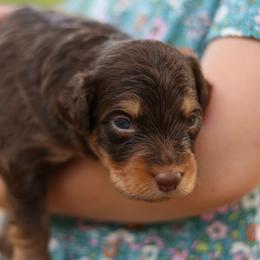 2500 - Red tri-color male Aussiedoodle puppy in Orleans, Indiana from Mae Blossom Puppies