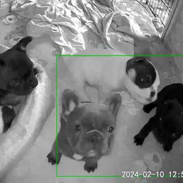 French Bulldog Puppies from Honey Hole Frenchies