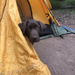 Labrador Retriever All Grown Up from Rocky Mountain Dogs - Utah