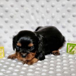 Boy 3 - Black and tan male Cavalier King Charles Spaniel puppy in Pennsylvania from Breezy Valley Siberians