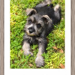 Dolly - Salt and pepper female Miniature Schnauzer puppy in Summerfield, Florida from M & M Schnauzers