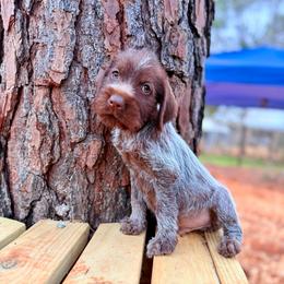 Buddy - Brown and gray male Wirehaired Pointing Griffon puppy in Shelbyville, Texas from AndersonK9Kennels Bayou Beards