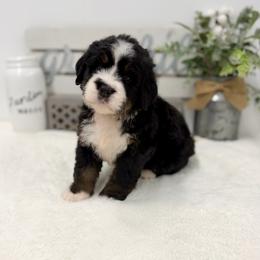 Miss Sierra - Tri-color female Bernedoodle puppy in Hegins, Pennsylvania from Bubbling Springs Doodles, LLC