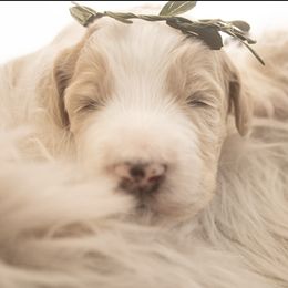 Goldendoodle Puppies from Best Doodles