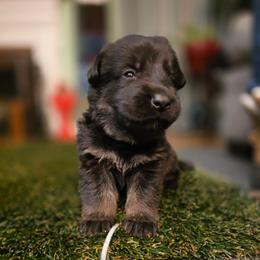 Brown Collar (Judo) - Black and red male German Shepherd puppy in Hermitage, Pennsylvania from Shepherds of the Hundred Acres