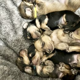 Dachshund Puppies from JB Doxies