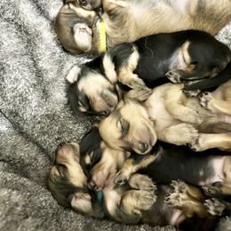 Dachshund Puppies from JB Doxies