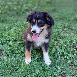 Billy - Black tri male Miniature Australian Shepherd puppy in Shingletown, California from Whiskeytown Aussies