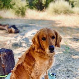 Kitty - Golden Retriever