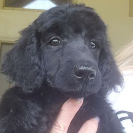 Puppy 2- (BEYT) FEMALE - Black female Poodle puppy in Crewe, Virginia from Whispering Woods Farms LLC