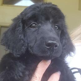 Puppy 2- (BEYT) FEMALE - Black female Poodle puppy in Crewe, Virginia from Whispering Woods Farms LLC